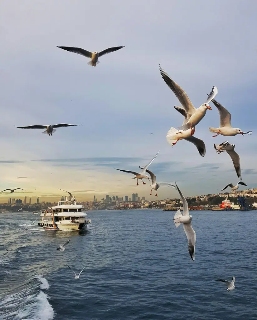 bosphorus cruise